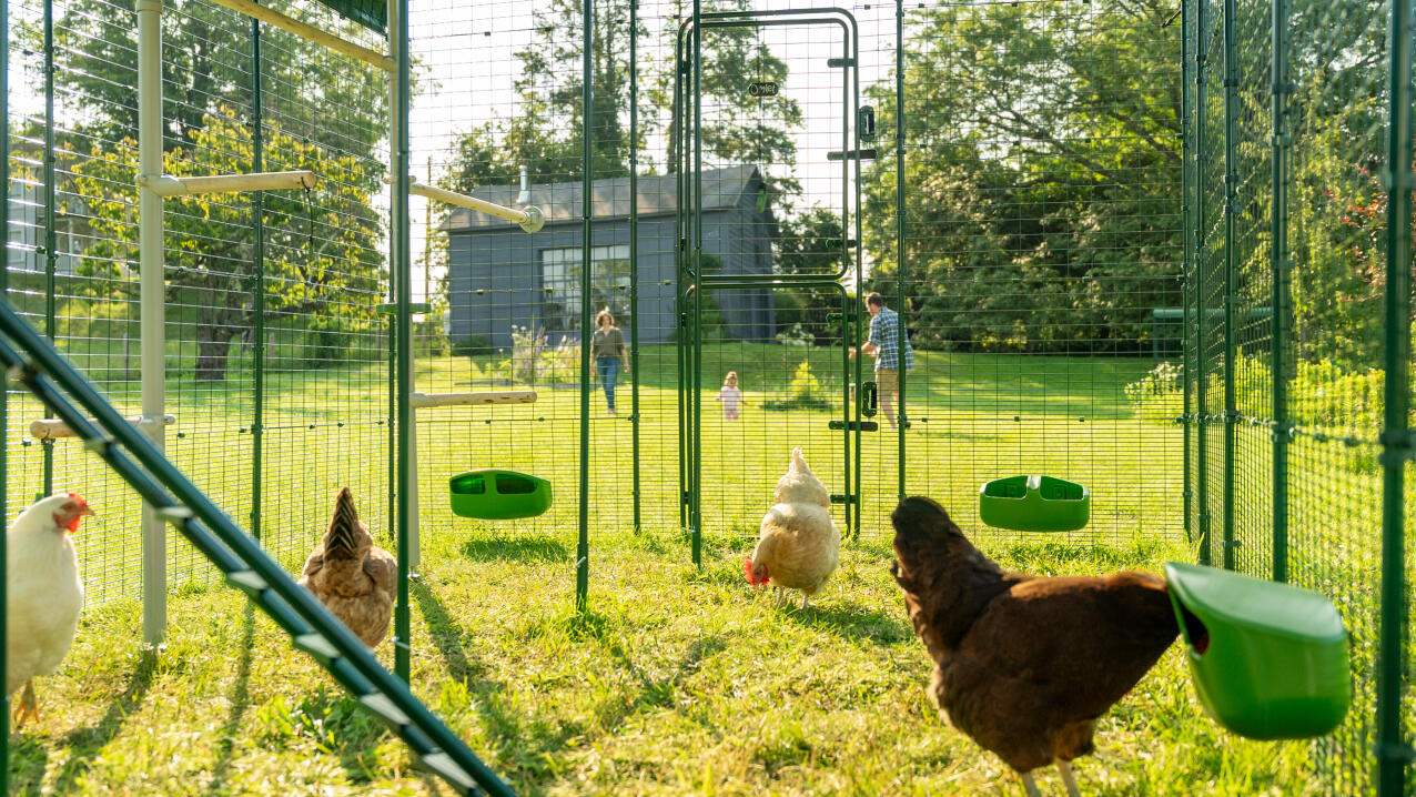 Kyllinger i en løpegård med fôringsautomater og sittepinner, med en familie som leker i bakgrunnen.