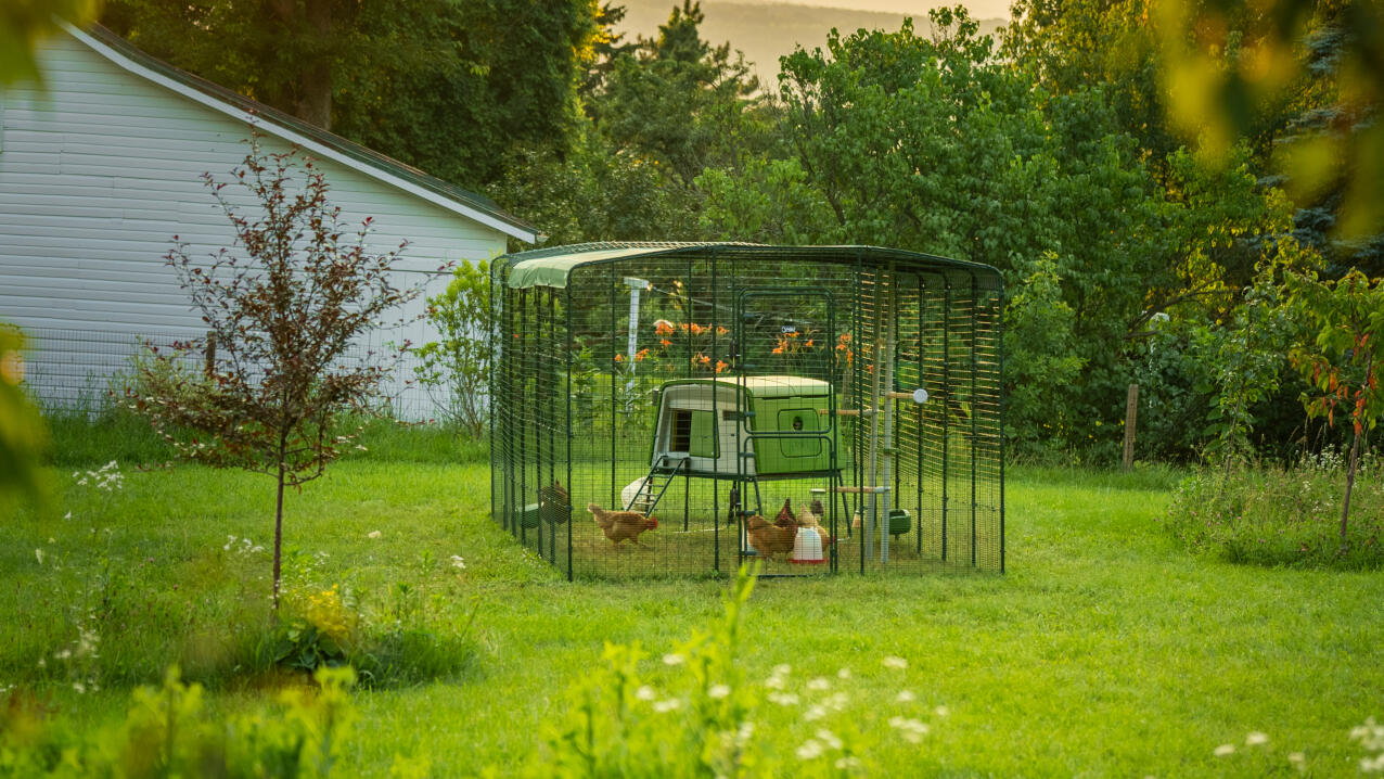 En Eglu Cube hønsegård i en hønsegård med løpegård.