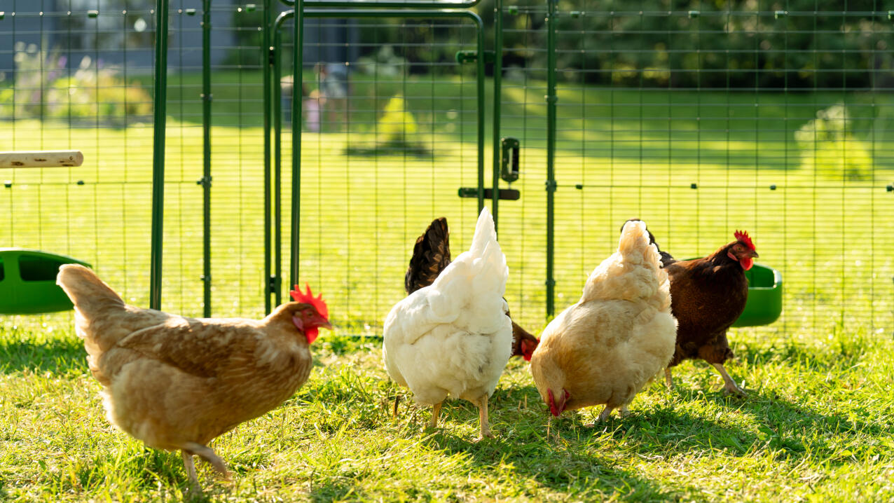 Høner som hakker i bakken i solskinnet i en luftegård.