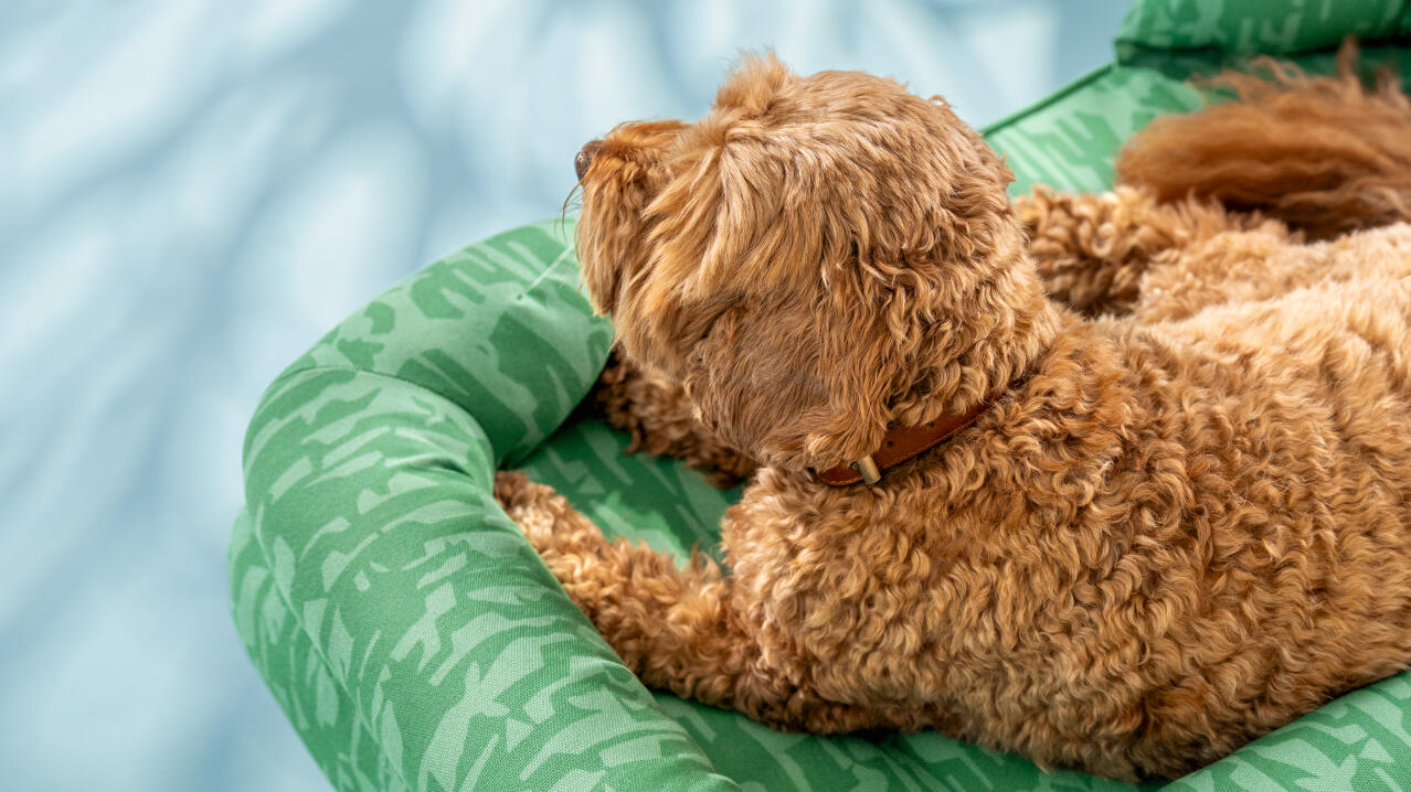 Nærbilde av reirhundens seng i galoppmønster på gressletter