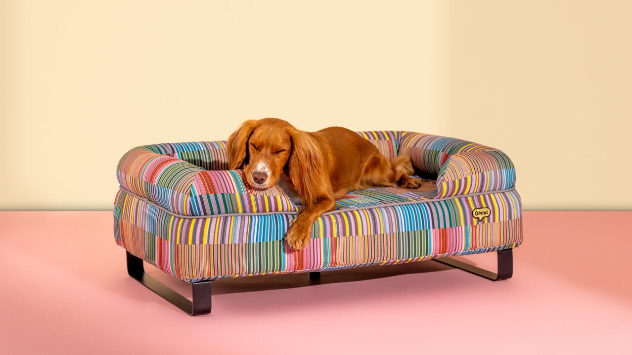 Hunden hviler i en fargerik mønstret bolsterhundeseng fra Omlet