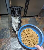 En hund som sitter og venter på sin Omlet hundeskål fylt med mat.