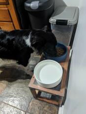 En hund som spiser fra den stormblå Omlet hundeskålen som står på et stativ.