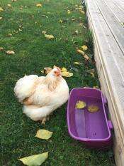 Kylling i hagen