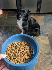En hund som ser på den stormblå Omlet hundeskålen fylt med mat.