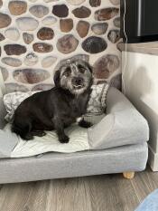 En hund som sitter på sin grå seng med bolster topper