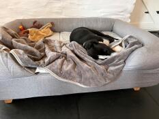 En søvnig hund i en grå seng med bolster topper, trekk og leker