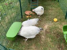 Tre kyllinger som hakker litt mat i forlengelsen av en Eglu Cube