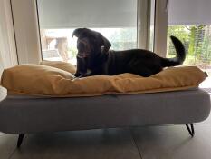 En glad brun hund på sin grå seng med gul beanbag topper