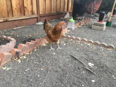 En kylling i en hage med en hengende pikk leker