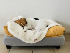 En liten hund som sover fredelig på saueskinnet og beanbag topper, på en grå seng