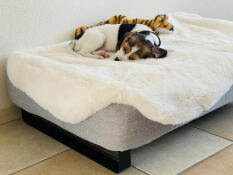 Hund som sover på Omlet Topology hundeseng med saueskinnstopper og svarte skinneføtter