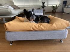 En hund hviler på sin grå seng med gul beanbag topper