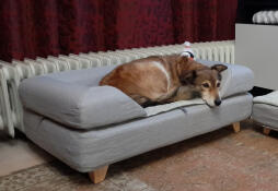 Hund som sover på Omlet Topology hundeseng med grå bolster topper