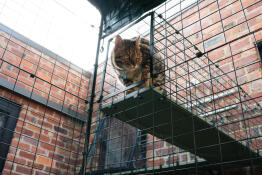 En katt som bruker catio-tunnelen som er festet til en catio.