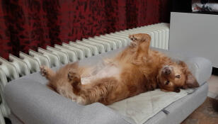 Hund som legger seg opp ned på sin Omlet Topology hundeseng med bolster topper