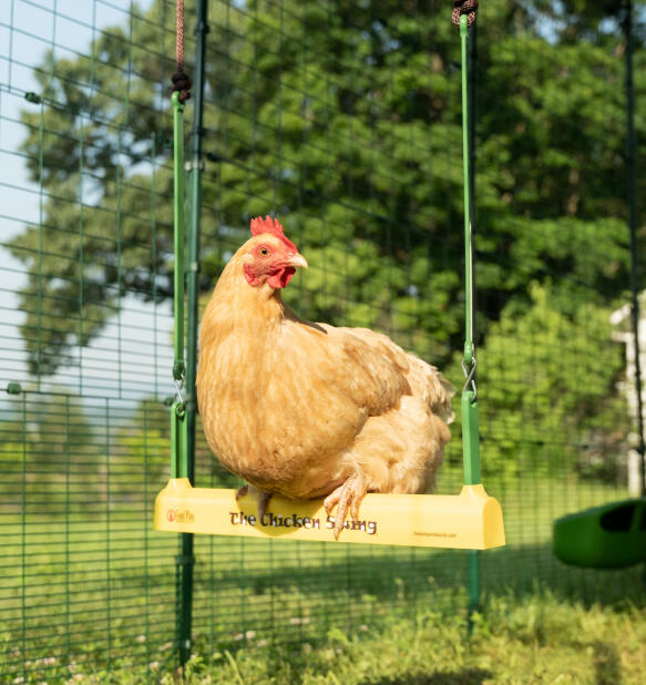 Nærbilde av en kylling som sitter på en hønsegynge inne i Omlet walk in run.