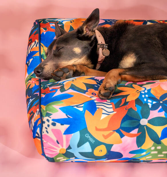 Hund som sover på en Omlet pute i hundeseng med adventureland-trykk