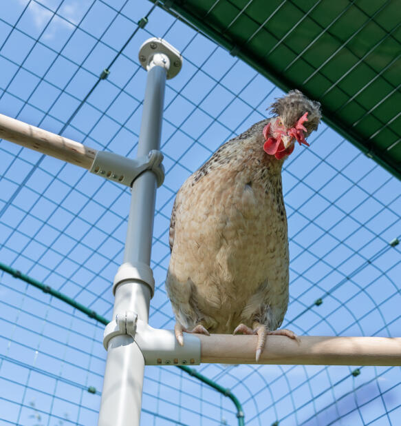 Nærbilde av en kylling som sitter på Poletree kyllingpinne i en løpegård.